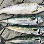 Inshore fishing in the Drangefjord - Booking, Pricing, and Practicalities