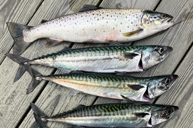 Inshore fishing in the Drangefjord - Booking, Pricing, and Practicalities