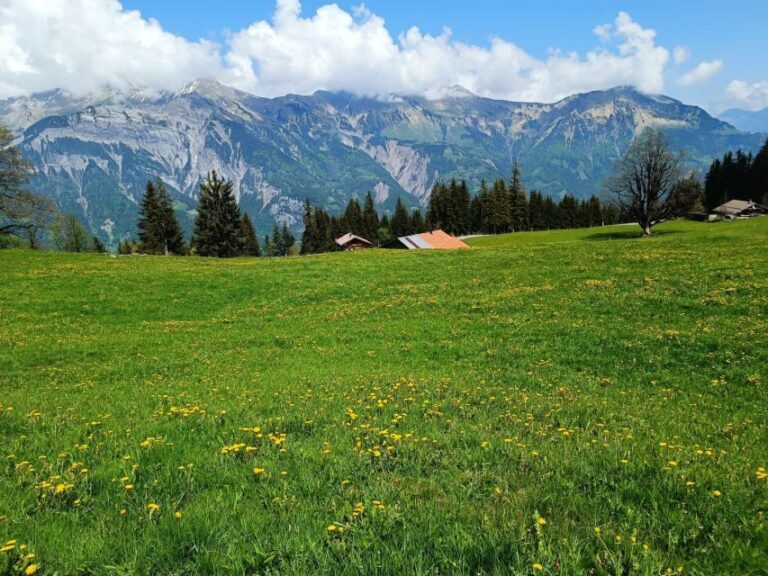 Interlaken: Highlights Tour with a Local by Private Car - Who Is This Tour Best Suited For?