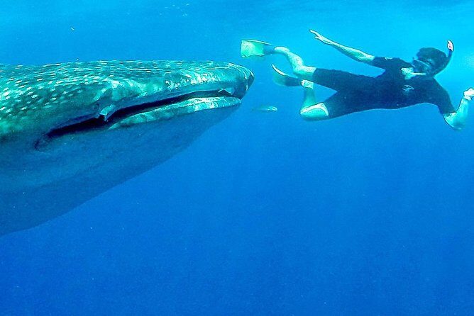 Intimate Eco-Friendly Whale Shark Encounter - Premium Service - What Makes This Tour Stand Out?