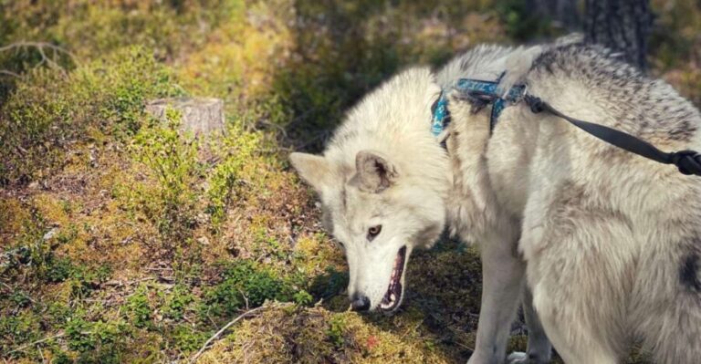 Into the Woods... - Private Tour - Final Thoughts