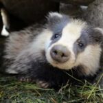 Introd: Entry Ticket to Parc Animalier - Who Will Enjoy This Experience?