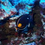 Introductory Beach Scuba Dive - What to Expect From the Experience