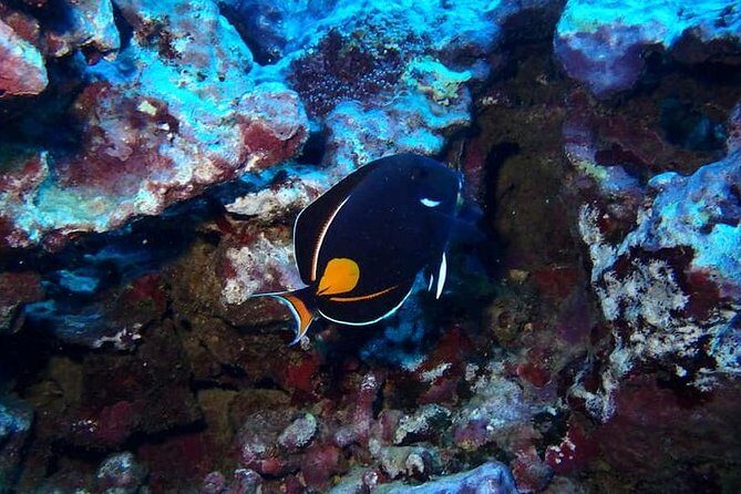 Introductory Beach Scuba Dive - What to Expect From the Experience