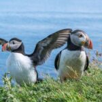 Inverness: Moray Coast, Wildlife and Speyside Whisky Tour - The Practical Side: How the Day Flows