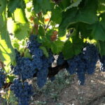 Irpinia Wine Tasting Experience - The Value of the Experience