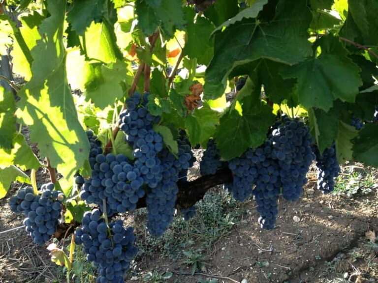 Irpinia Wine Tasting Experience - The Value of the Experience