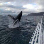 Ísafjörður: Westfjords Whale Watching Boat Tour - Who should consider this tour?