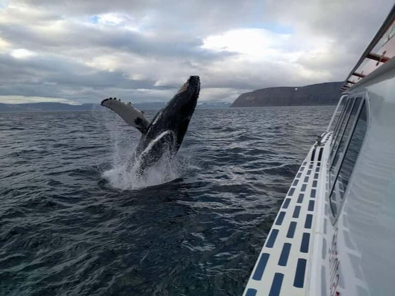 Ísafjörður: Westfjords Whale Watching Boat Tour - Who should consider this tour?