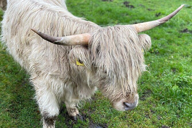 Isle Of Skye Tour Including Fairy Glen Quiraing and Kilt rock - The Experience and What to Expect