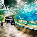 Istanbul Aquarium and Aqua Florya Shopping Mall Tour - The Shopping and Dining Experience