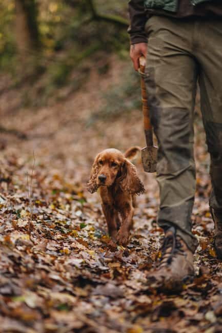 Istria: Truffle Hunting, Tasting, and Heritage Private Tour - Practical Details and Tips
