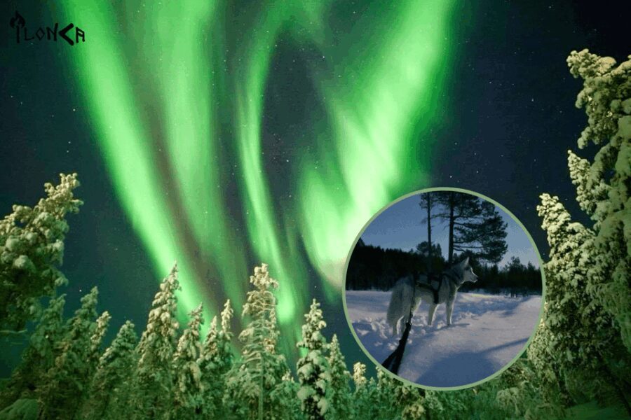 Ivalo: Aurora Hunting with Huskies - The Itinerary — What to Expect