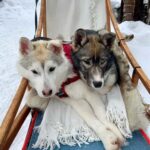 Ivalo: Private Farm Visit & Husky Experience - The Practical Side: Pricing, Duration, and Booking