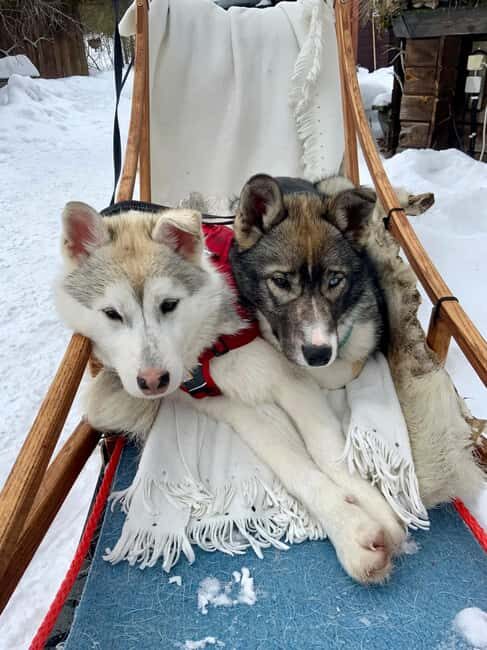 Ivalo: Private Farm Visit & Husky Experience - The Practical Side: Pricing, Duration, and Booking