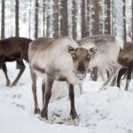 Ivalo: Reindeer Visit  Meet & Feed Reindeer - What’s the Value?