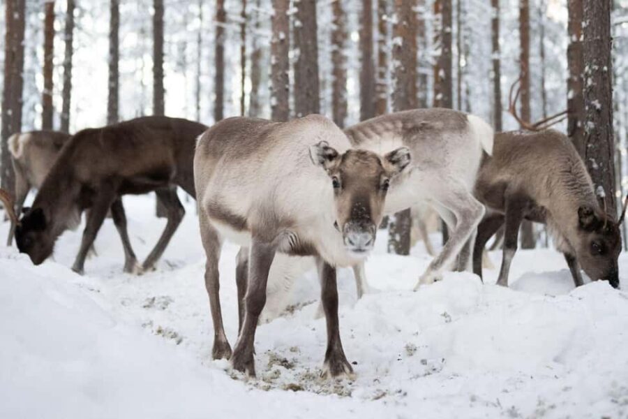 Ivalo: Reindeer Visit  Meet & Feed Reindeer - What’s the Value?