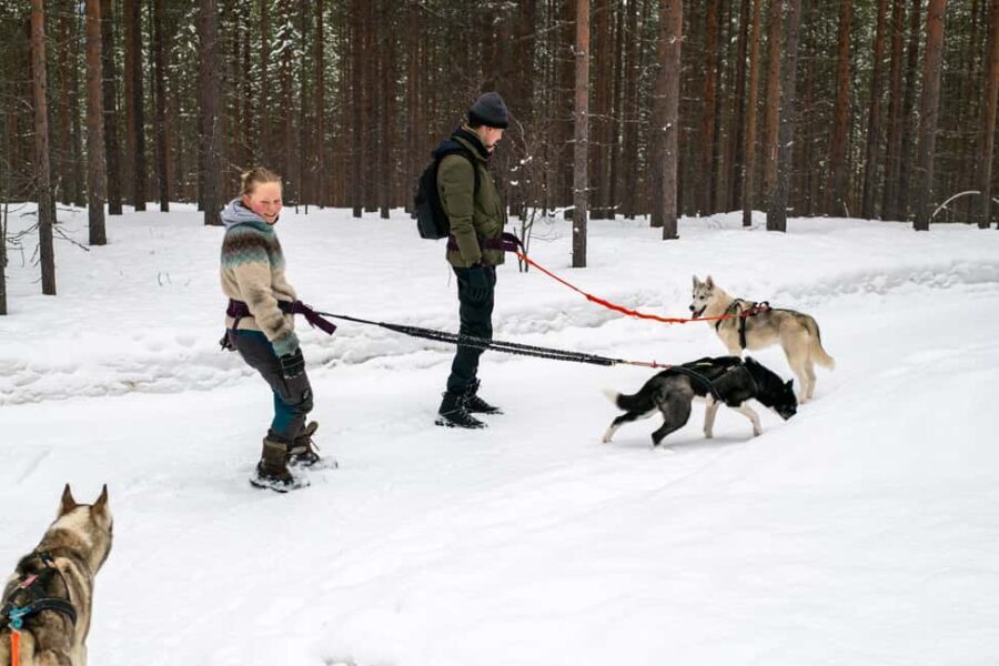 Ivalo - Saariselkä: Husky Walk in the Wilderness - The Itinerary: What to Expect from Start to Finish