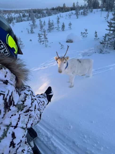 Ivalo: Snowmobile Safari in Hammastunturi Wilderness - Who is This Tour Best For?