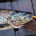 Ivalo: Summer Day/Evening on a Lake in the Wild - Who Would Love This Tour?