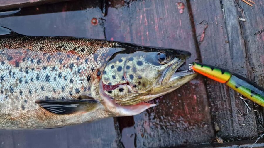 Ivalo: Summer Day/Evening on a Lake in the Wild - Who Would Love This Tour?