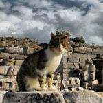 Izmir : Ephesus and Sirince Guided Tour - What’s Included & What’s Not