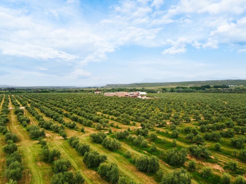 Jaen: Olive oil tour with the 5 senses, grove and tasing - Practical Details and What It Means for You