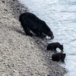 Jasper Evening Wildlife Tour - Practical Details and Tips