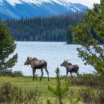 Jasper Wildlife and Waterfalls Tour with Maligne Lake Hike - The Experience: What Youll Really Take Away
