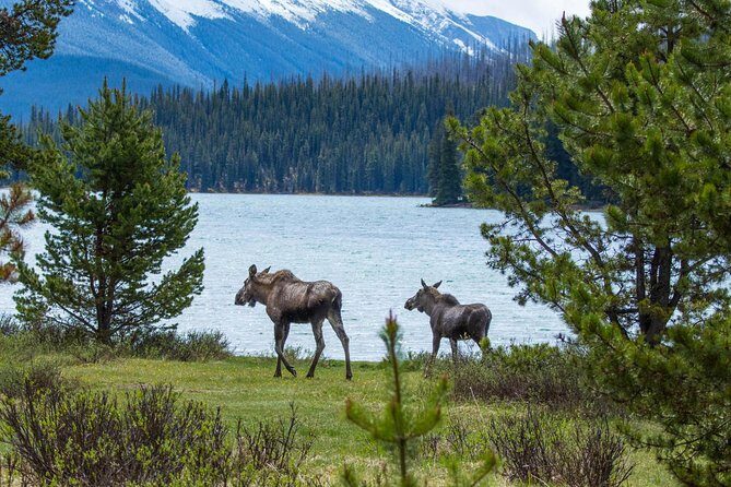 Jasper Wildlife and Waterfalls Tour with Maligne Lake Hike - The Experience: What Youll Really Take Away