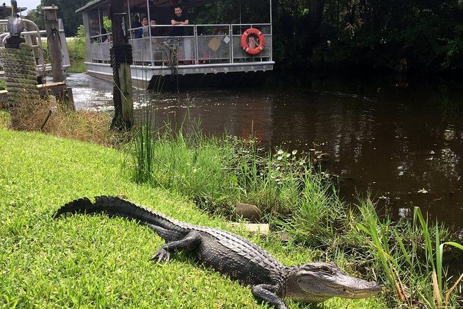 Jean Lafitte 90-Minute Swamp and Bayou Boat Tour - When and How to Book