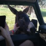 Jeep Safari Troodos - Kykkos monastery Waterfall and Venetian bridge from PAPHOS - FAQs