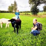 Jettingen-Scheppach: Alpaca hike through the Mindeltal - The Experience in Detail