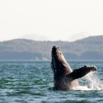 Juneau Wildlife Whale Watching - The Value for Money