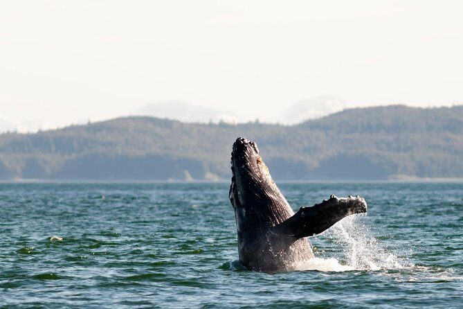 Juneau Wildlife Whale Watching - The Value for Money
