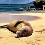 Kailua Bay, Oahu: Epic Kayak and Snorkel to Islands with Lunch - Final Thoughts: Is This Tour Right for You?