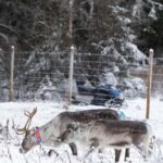 Kalix: Snowmobile Tour with Reindeer Feeding & Lunch - Is This Tour Worth It?