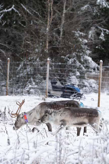 Kalix: Snowmobile Tour with Reindeer Feeding & Lunch - Is This Tour Worth It?