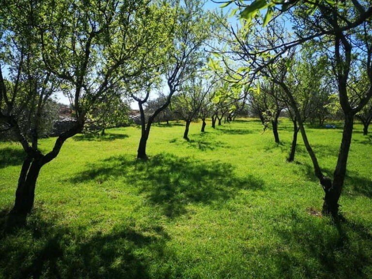 Kastela: Wine & Olive Tasting Tour w/Delicacies & Live Music - An In-Depth Look at the Tour