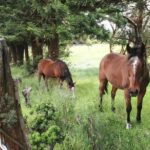 Kauai Cruise Ship Shore Excursion Journey to Waimea Canyon - FAQ