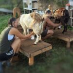 Kauai Private Baby Farm Animal Experience & Micro Dairy Immersion - The Real Value of This Experience