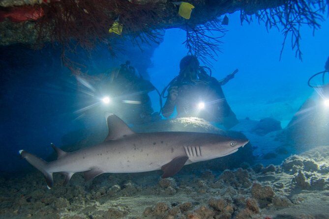 Kauai's Ultimate Boat 2 Tank Adventure Dive Certified Divers Only - An In-Depth Look at the Itinerary and Experience