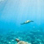 Kauai's Ultimate Guided Shore Snorkel (NO BOAT): North Anini - The Real Deal: Reviews & Feedback