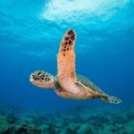 Kauai's Ultimate Scooter Adventure 2 Tank Dive (Advance Certified Divers Only) - The Dive Experience in Detail