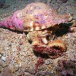 Kauai's Ultimate South Shore 2 Tank Dive (Certified Divers Only) - The Experience from Diver Feedback