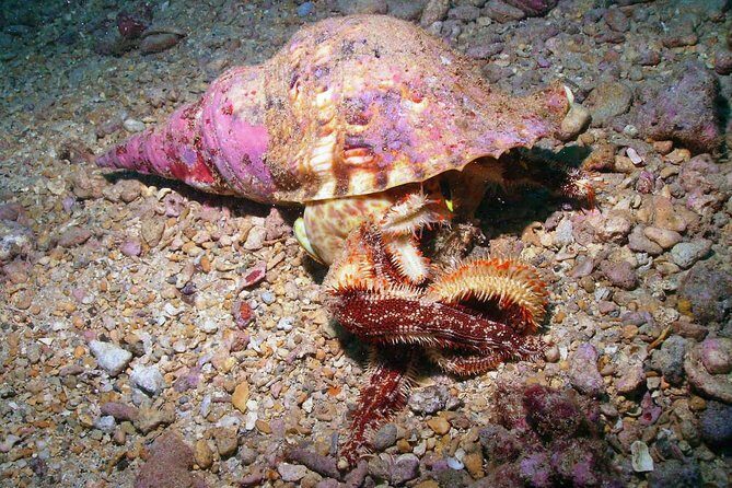 Kauai's Ultimate South Shore 2 Tank Dive (Certified Divers Only) - The Experience from Diver Feedback