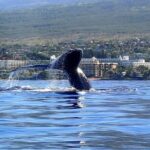 Kayak and Whale Watching Tour - Frequently Asked Questions