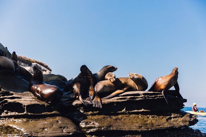 Kayak Rental for Two People in La Jolla - What’s Included and What You Need to Know