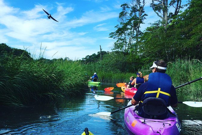 Kayak The Creek Nature Tour - A Deep Dive into the Experience