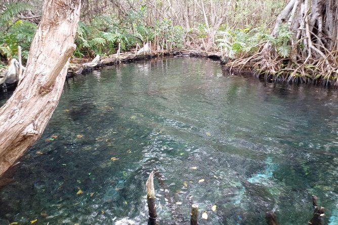 kayak through mangroves to secret beach - Final Thoughts: Who Will Love This Tour?